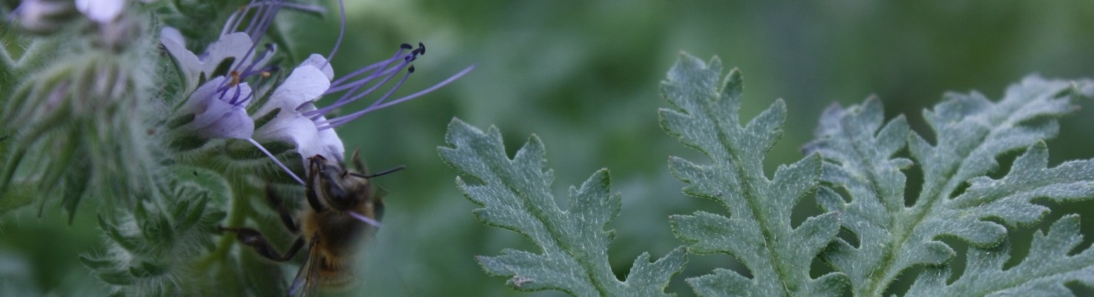 Phacelia